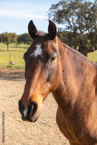 Portrait of a nice brown horse on a livestock farm.