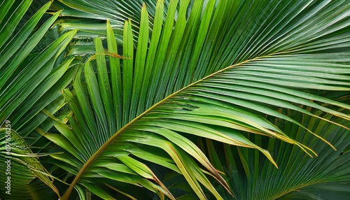 abstract palm leaf texture nature background tropical leaf