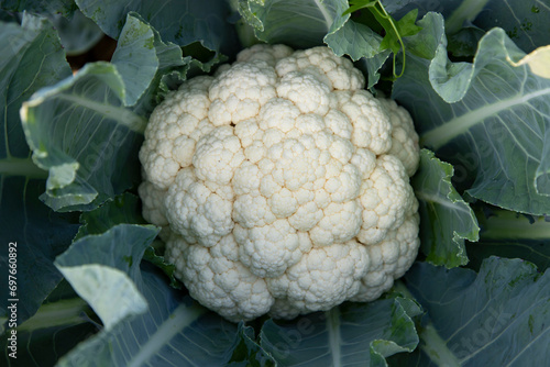 Fresh organic raw Cauliflower top view with green leaves  in the garden. Selective Focus