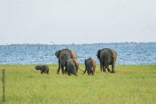 Little wild baby elephant with family, Sri Lanka