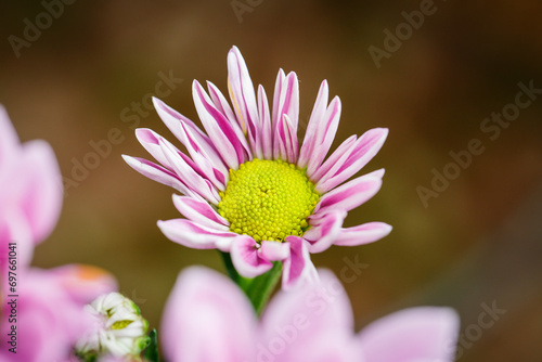 Beautiful pink chrysanthemum  pink chamomile