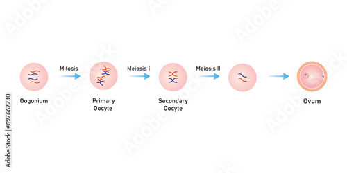 Oogenesis Process Scientific Design. Vector Illustration.	