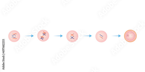 Oogenesis Process Scientific Design. Vector Illustration.	 photo