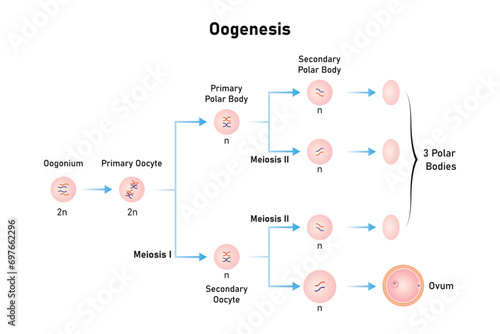 Oogenesis Process Scientific Design. Vector Illustration.	 photo