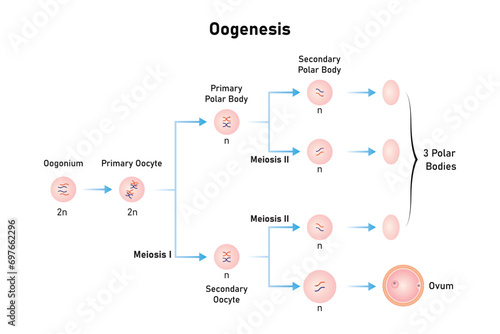Oogenesis Process Scientific Design. Vector Illustration.	