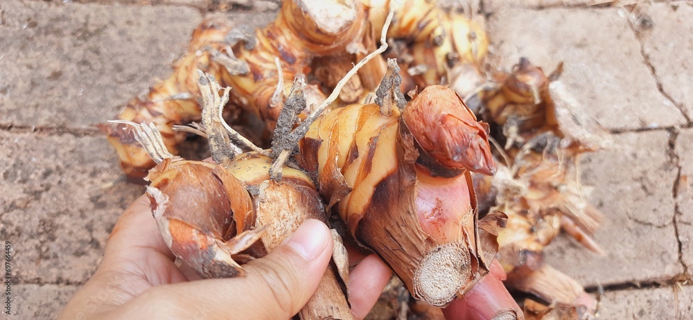 Fresh galangal or alpinia galanga or lengkuas rhizomes for seasoning food
