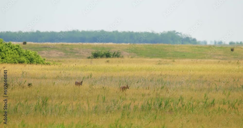 Wide angle shot of a pair of roe deer walk through dry grass in meadow Wide angle shot of a pair of roe deer walk through dry grass in meadow