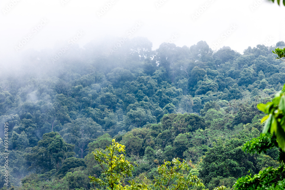 Natural wallpapers (mountains, morning light, fog, trees) scattered around, Lanscape background of fresh air and fresh air.