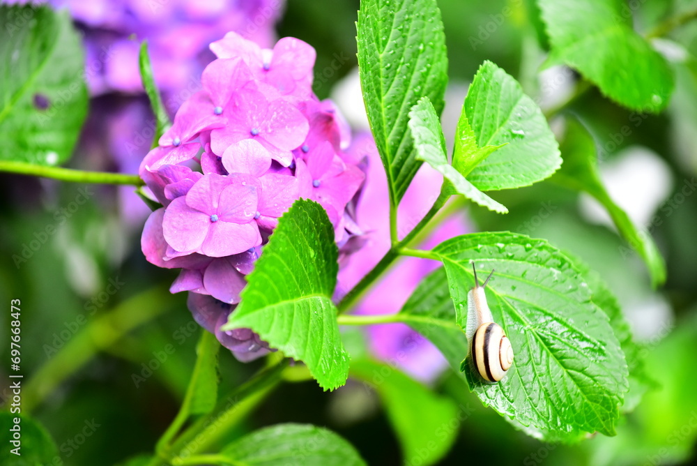奈良県の矢田寺の紫陽花 奈良県の矢田寺の紫陽花