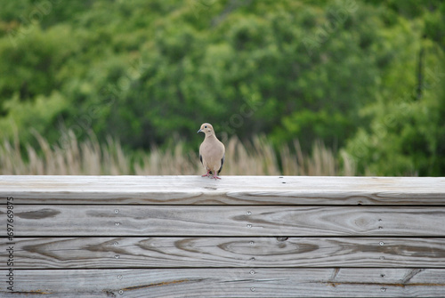 Mourning Dove Standing on a Wooden Railing