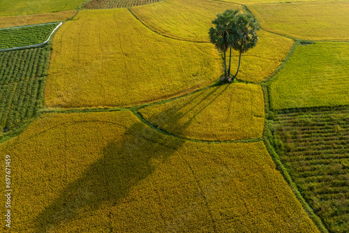 December 10, 2023: panoramic view of Ta Pa fields, An Giang province, Vietnam during the ripe rice season photo