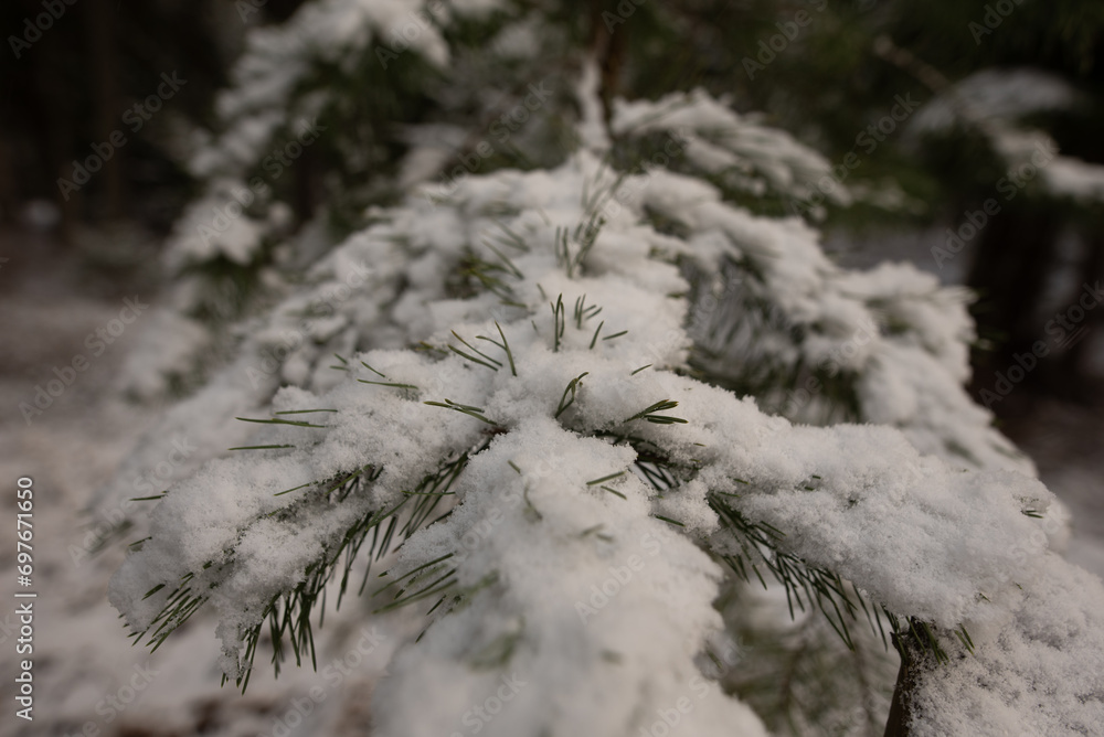 snowy tree branches, needles covered by a layer of snow, winter