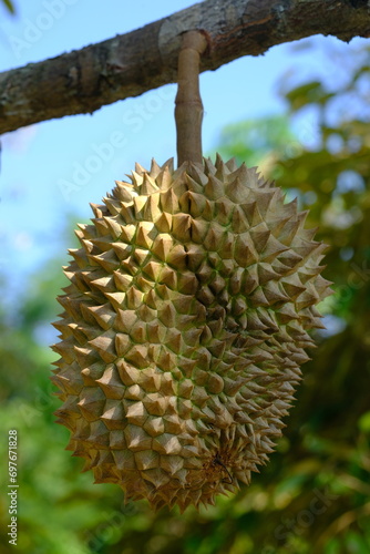 Durian is the name of a tropical plant originating from Southeast Asia, the name of its edible fruit. Durio is the name of the durian genus  belongs to the Malvaceae family. Helicteroideae. © Ika