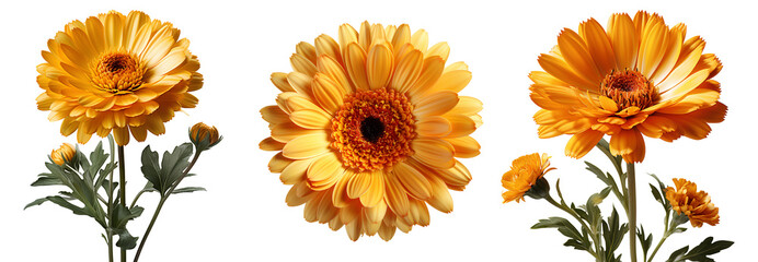 calendula flower set png. calendula flower isolated. calendula top view. calendula flat lay png. orange flower isolated. orange flowers png. colourful flowers pack png
