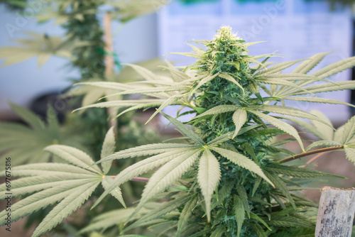 Hemp and green leaves in the garden