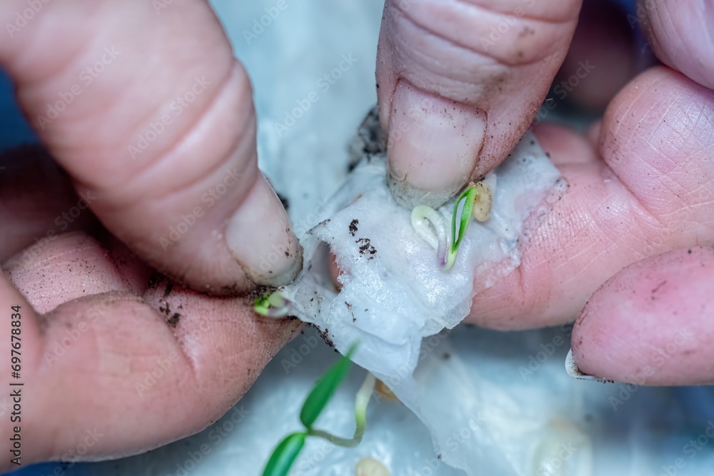 Farmer taking sprouted seeds from toilet paper after germination