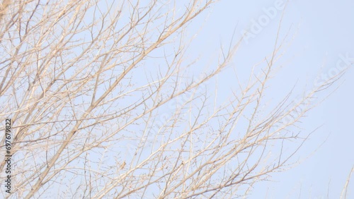 Birds starlings and thrushes on tree branches. Migration of a flock of birds in autumn photo