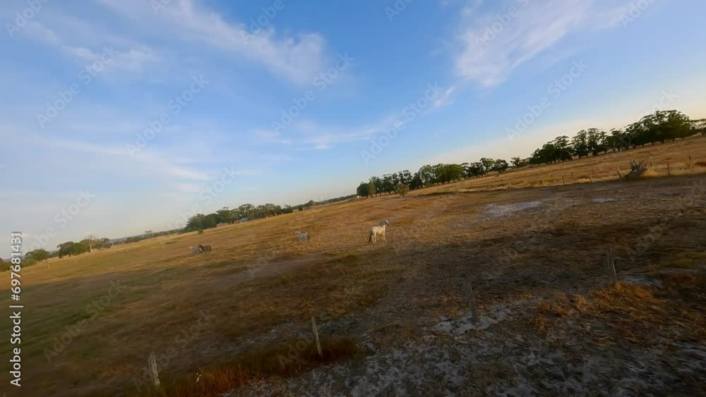 Herd of horses running across a field at sunset. Drone Fpv video. Herd of horses running across a field at sunset. Drone Fpv video.