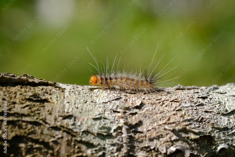a orange yellow caterpillar crawling on a brown tree trunk. the caterpillar will metamorphose into a butterfly or moth. This insect likes to eat plant leaves. macro photography. a orange yellow caterpillar crawling on a brown tree trunk. the caterpillar will metamorphose into a butterfly or moth. This insect likes to eat plant leaves. macro photography.