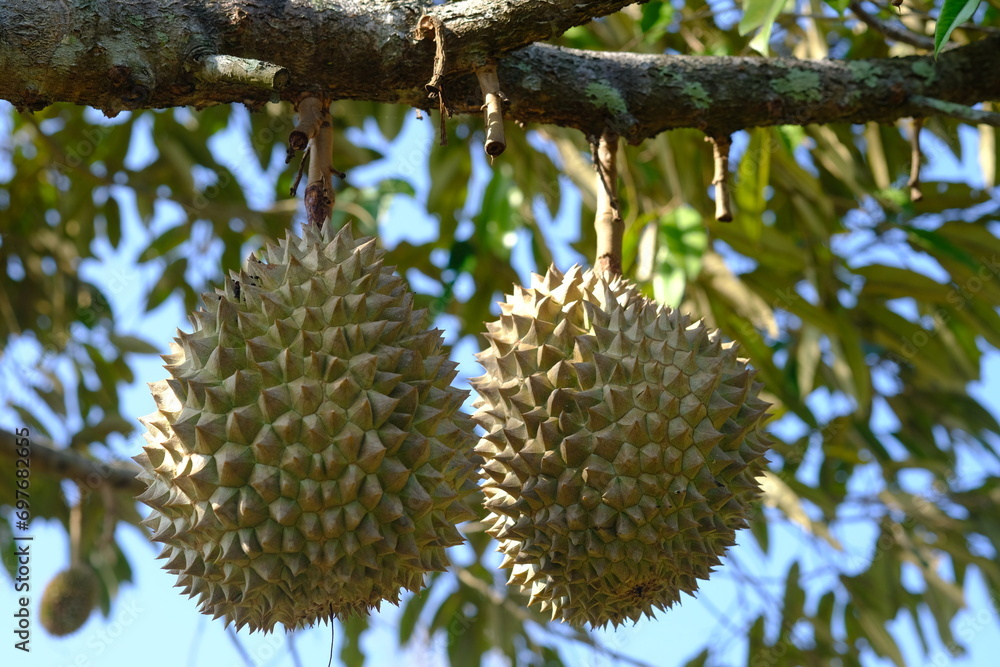 Durian is the name of a tropical plant originating from Southeast Asia, the name of its edible fruit. Durio is the name of the durian genus; belongs to the Malvaceae family. Helicteroideae. Durian is the name of a tropical plant originating from Southeast Asia, the name of its edible fruit. Durio is the name of the durian genus; belongs to the Malvaceae family. Helicteroideae.