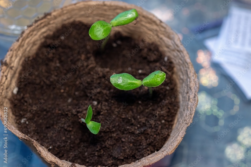 Obraz Zucchini seeding is transplanted into the ground after