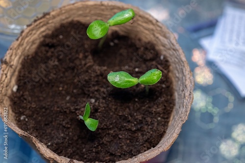 Zucchini seeding is transplanted into the ground after germination from seeds. Growing sustainable vegetables for vegans and vegetarians photo