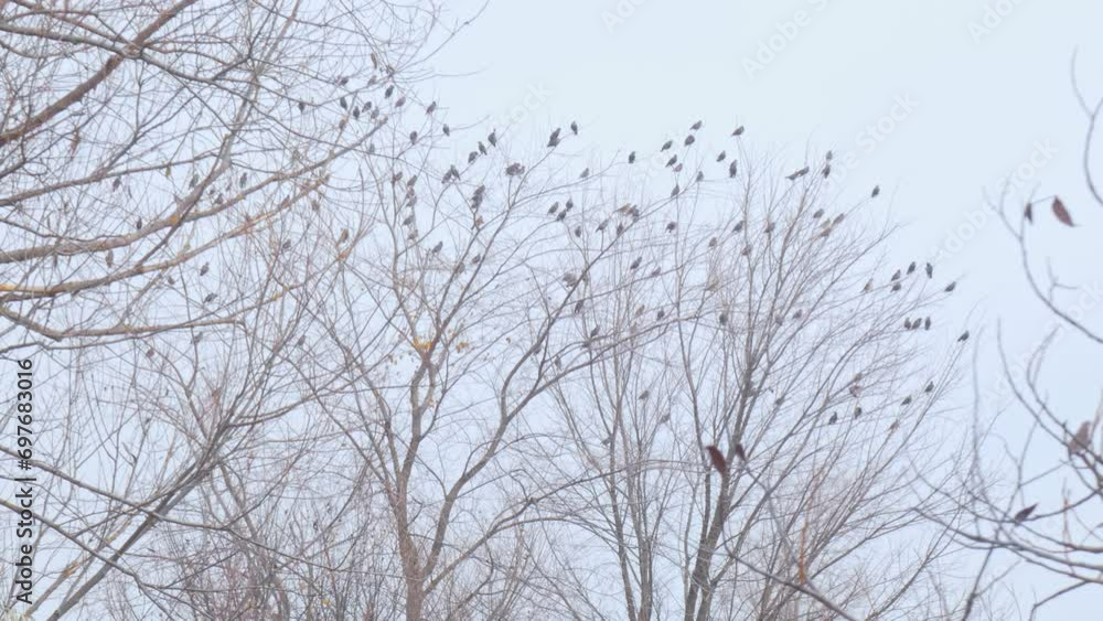 Birds starlings and thrushes on tree branches. Migration of a flock of birds in autumn Birds starlings and thrushes on tree branches. Migration of a flock of birds in autumn