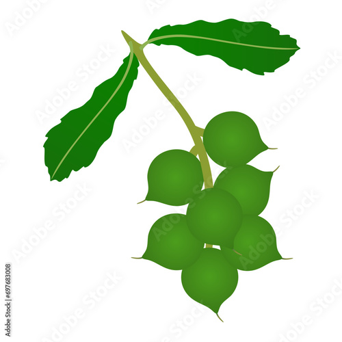 Macadamia branch with green fruits on a white background.