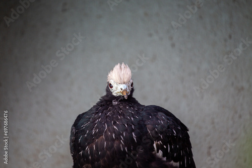 Blue-throated Piping Guan (Pipile cumanensis) Outdoors photo