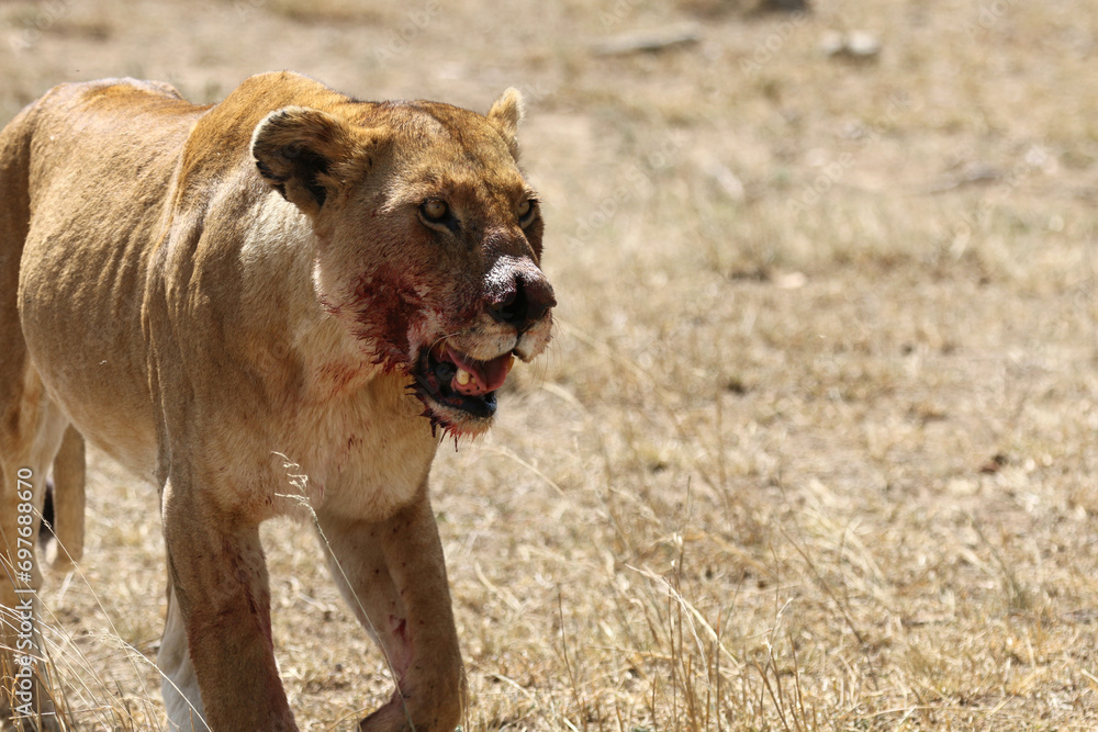 Fototapeta premium Lionne sanglante