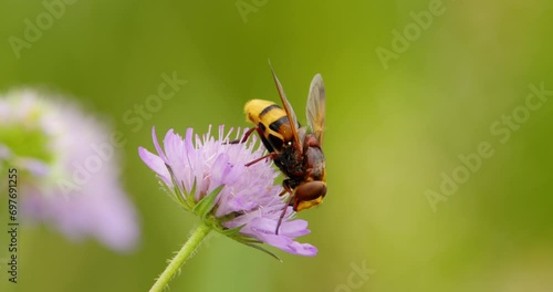 Extreme close up footage of hornet mimic hoverfly sucking on nectar photo