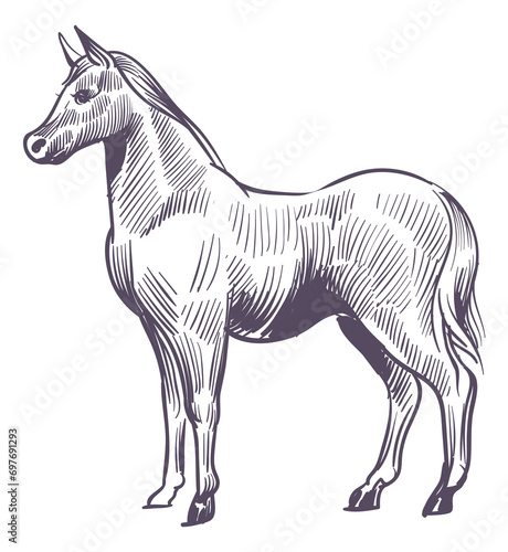 Horse sketch. Stallion drawing. Farm animal engraving