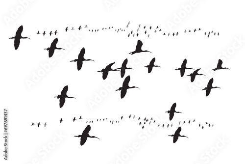 Flying birds. Vector images. White background. Glossy Ibis. photo