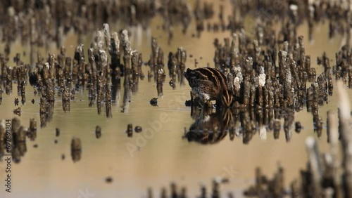 The snipe is standing in the water. He's looking for food with his beak. Beautiful video from Gallinago gallinago photo