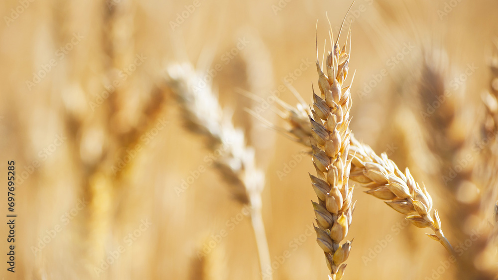 spikelets of golden wheat in the field. Ripe big golden ears of wheat on a yellow background of the field. nature. The idea of a rich summer harvest, agriculture, agro-industrial complex for food. spikelets of golden wheat in the field. Ripe big golden ears of wheat on a yellow background of the field. nature. The idea of a rich summer harvest, agriculture, agro-industrial complex for food.