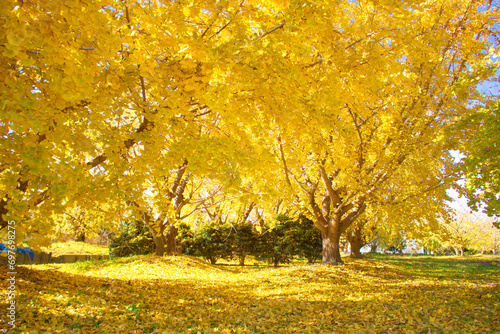 [愛知県]稲沢市祖父江町のぎんなんパーク