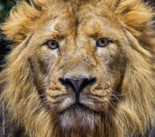 Frontal Close up view of a male Asiatic lion  Panthera leo persica 