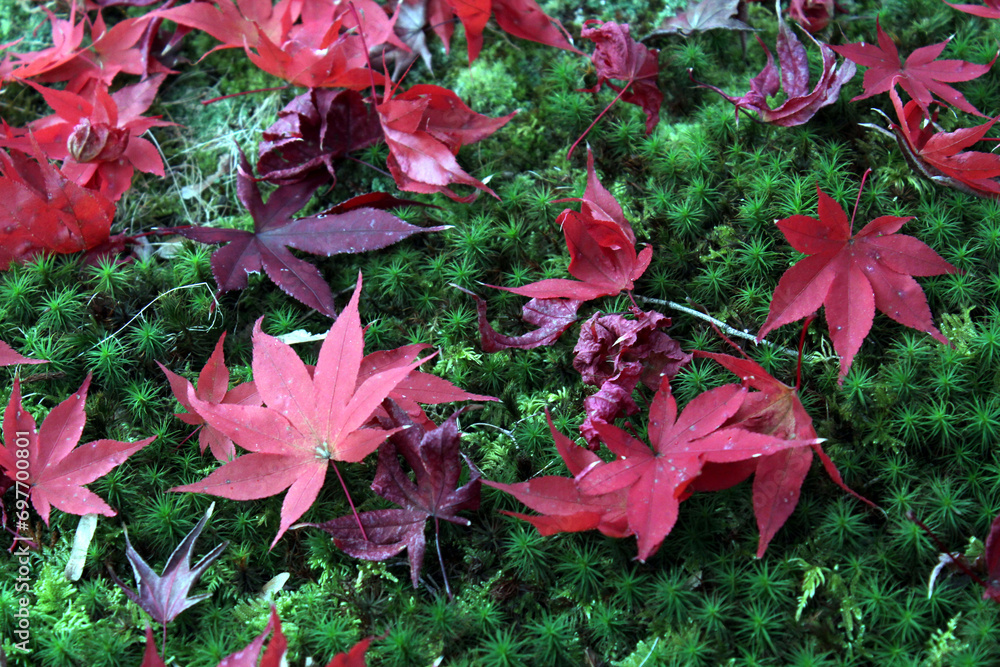苔の上に落ちた紅葉