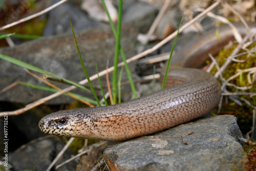 Φωτογραφία Common Slow Worm // Blindschleiche, Westliche Blindschleiche (Anguis fragilis)