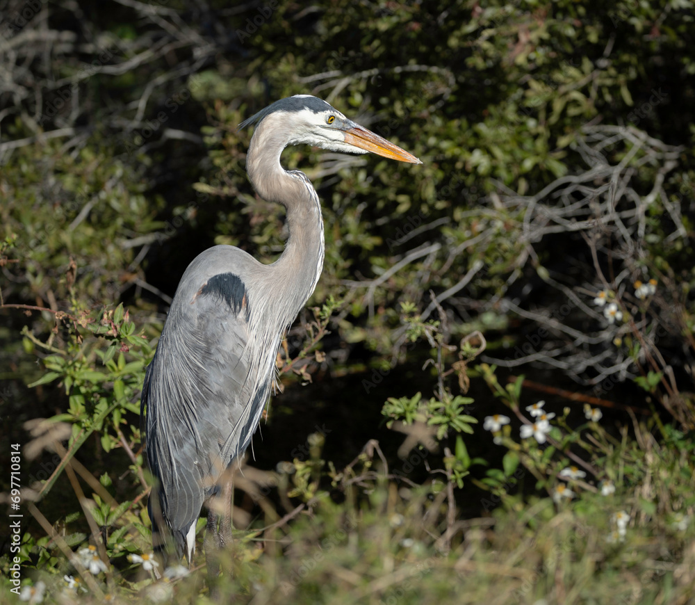 Great Blue Heron fishing at Orlando Wetlands nature preserve in Florida. Great Blue Heron fishing at Orlando Wetlands nature preserve in Florida.