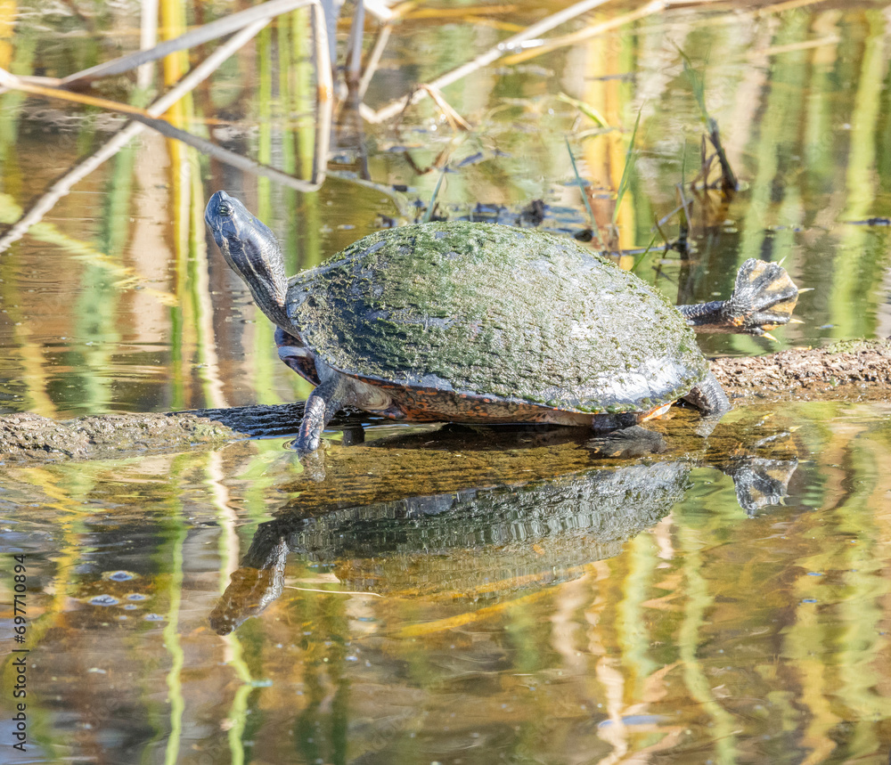Fototapeta premium Turtle on a log reflected in the water of Orlando Wetlands, Florida.