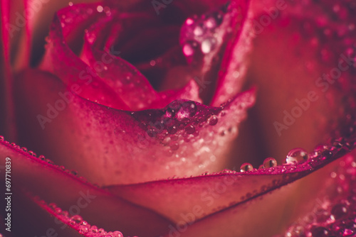 Beautiful pink rose with dew drops, background with rose
