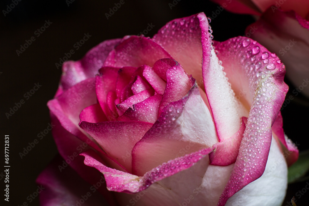 Beautiful pink rose with dew drops, background with rose Beautiful pink rose with dew drops, background with rose