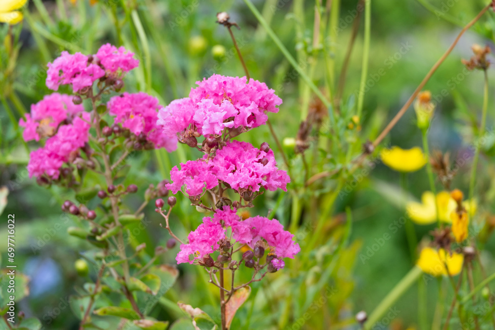 vertical image group of small pollen bouquet crape myrtle pink flowers. beauty and dry petal hanging on branch tree vertical image group of small pollen bouquet crape myrtle pink flowers. beauty and dry petal hanging on branch tree