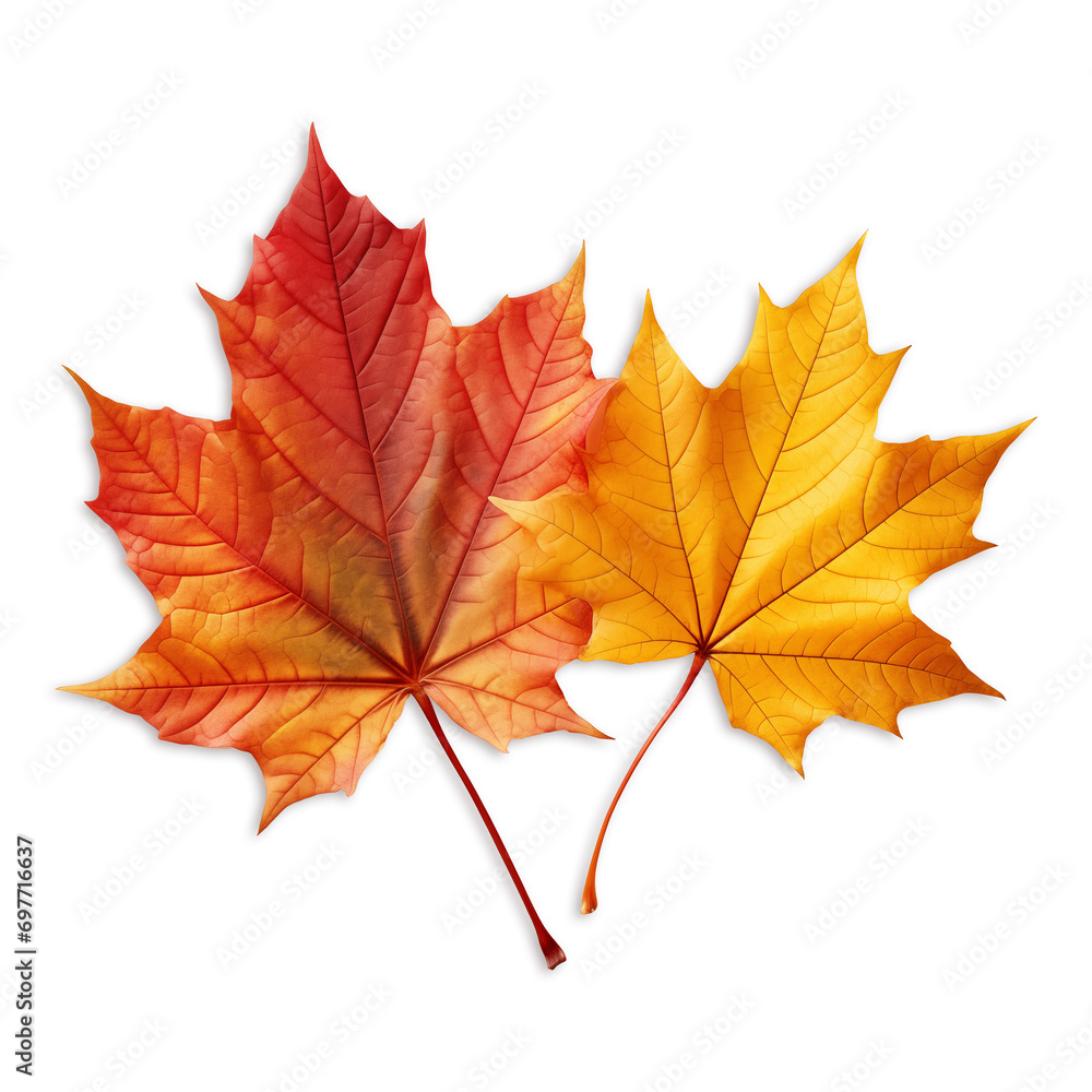 Maple leaves isolated on transparent or white background, png Maple leaves isolated on transparent or white background, png