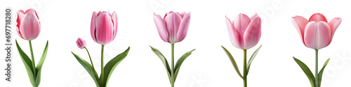 Spring Tulip Flowers PNG Collection