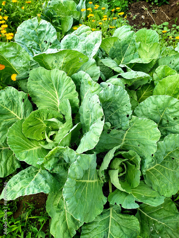 Naklejka premium Beds with young cabbage. The ovary of cabbage. Vegetables grow in the garden. Young green cabbage on the garden bed in the summer. Green leaves. Harvesting, ripening of fruit crops.Cabbage leaves