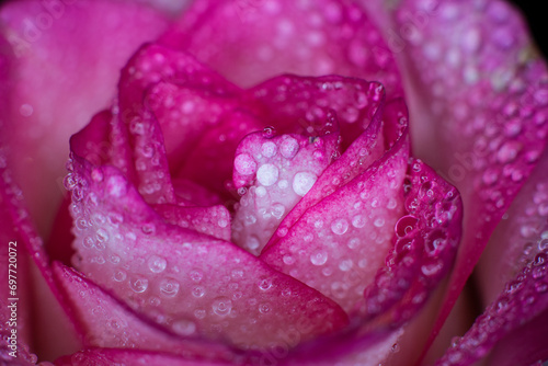 Fototapeta Naklejka Na Ścianę i Meble -  Beautiful pink rose with dew drops, background with rose