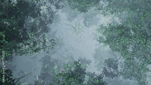 Tropical Misty Jungle Animation, Top View 