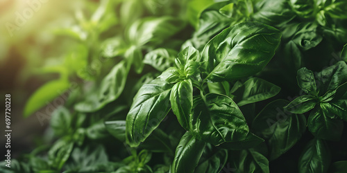 Vibrant Fresh Basil Leaves - Ideal for Culinary Use and Garnishing